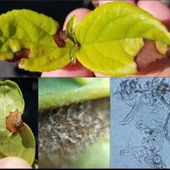 thumbnail for publication: Foliar Leaf Spots of Viburnum during Nursery Production in Florida: Research and Fungicide Efficacies